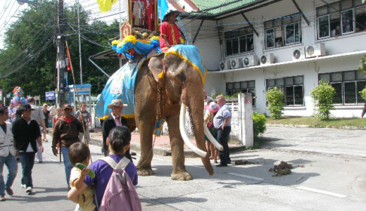 【プロが教える！タイ旅行ワンポイントアドバイス】 ⑤ゾウさん好きなら一度は行きたい「スリン象祭り」！